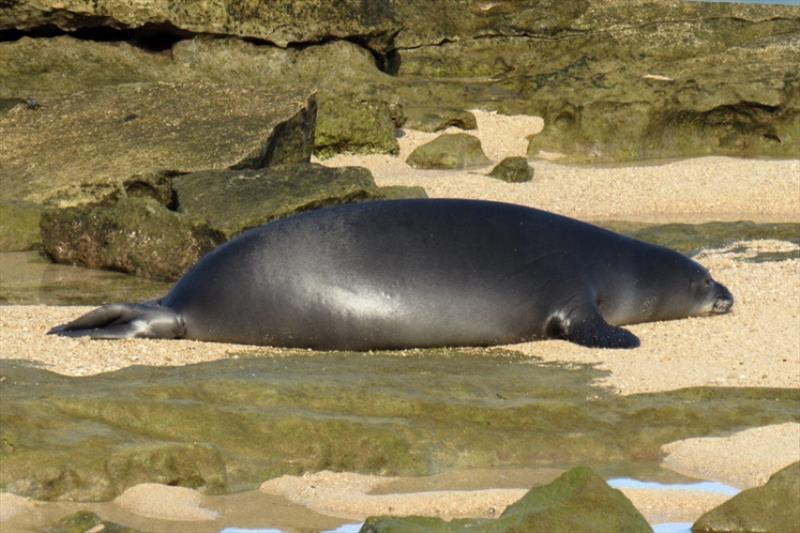 RL44 spotted on the beach before being tagged. - photo © NOAA Fisheries