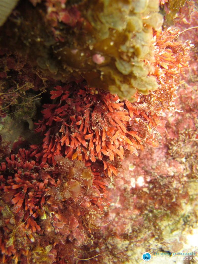 Coralline algae on Rottnest Island photo copyright ARC CoE for Coral Reef Studies/ Chris Cornwall taken at 