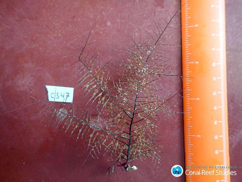 A sample of the black coral found on the voyage. - photo © Jeremy Horowitz