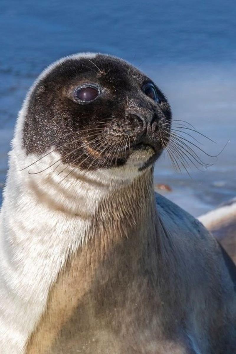 Alert harp seal (taken with a telephoto lens) photo copyright Morgan Quimby / Marine Mammals of Maine taken at 