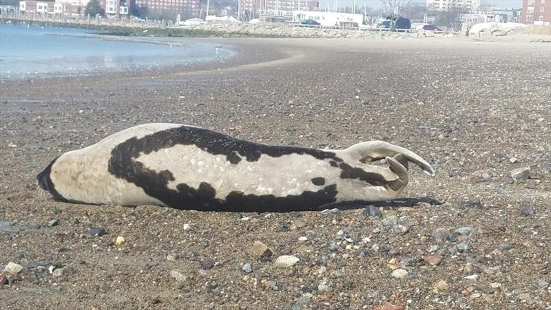 Adult harp seal showing harp-shaped markings on its back. - photo © New England Aquarium