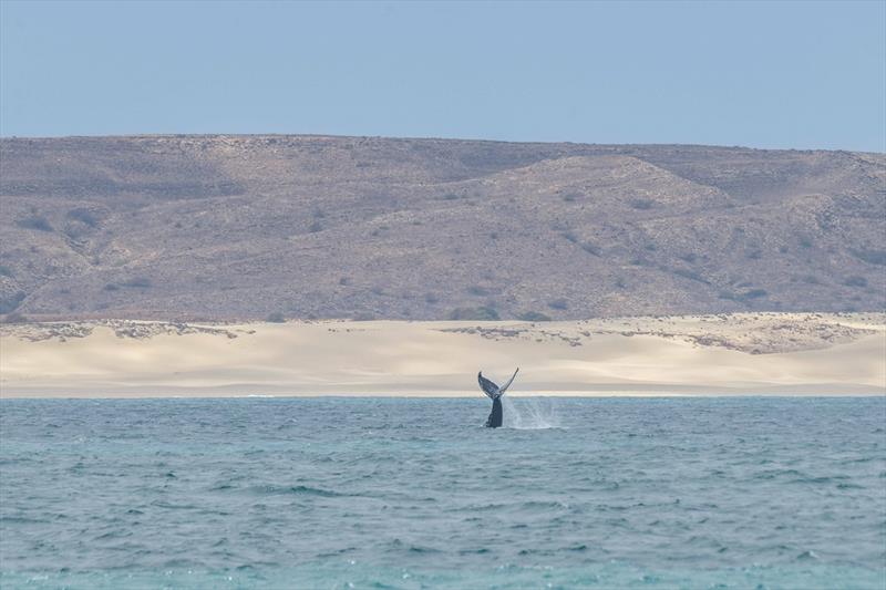 Whales in Cape Verde photo copyright Energy Observer Productions - David Champion taken at 