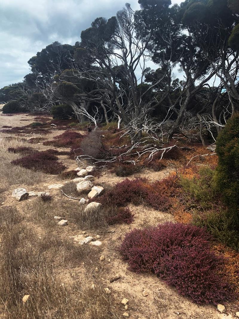 On Flinders Island there are some beautiful walking areas. We walked right along this treeline for about 4km. - photo © Wooden Boat Shop