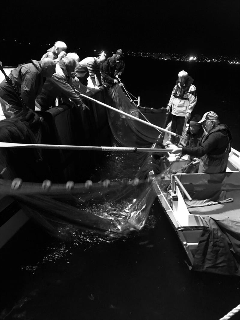 `Bunting up` A near-record catch of 1.5 tonnes (for this little net). Half of which were released. The pilchards are kept live in Tacoma's tanks and used as burley for pole fishing tuna. - photo © Wooden Boat Shop