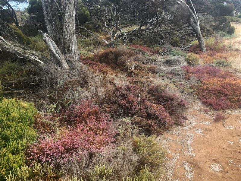 This photo is taken on Flinders Island, named after Samuel Flinders, Mathew's younger brother who was in the crew of Investigator. - photo © Wooden Boat Shop