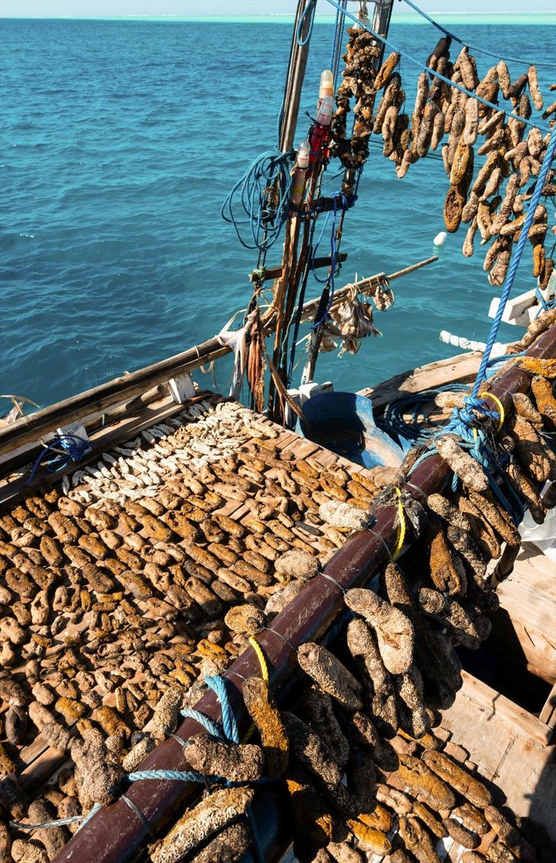 Here sea cucumbers dry out on the deck. - photo © Jim Prescott