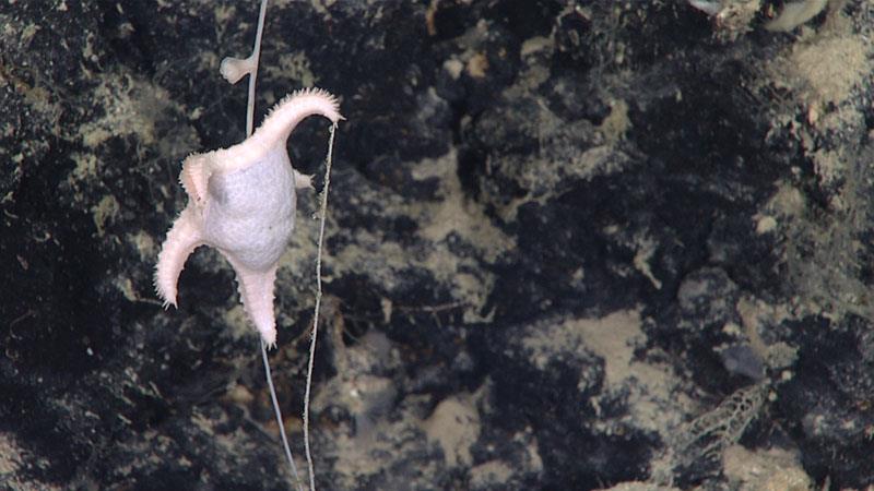 This sea star (Evoplosoma nizinskiae) was seen feeding on a bamboo coral in the Virgin Islands Trough during the Océano Profundo 2018: Exploring Deep-sea Habitats off Puerto Rico and the U.S. Virgin Islands expedition - photo © NOAA Office of Ocean Exploration and Research