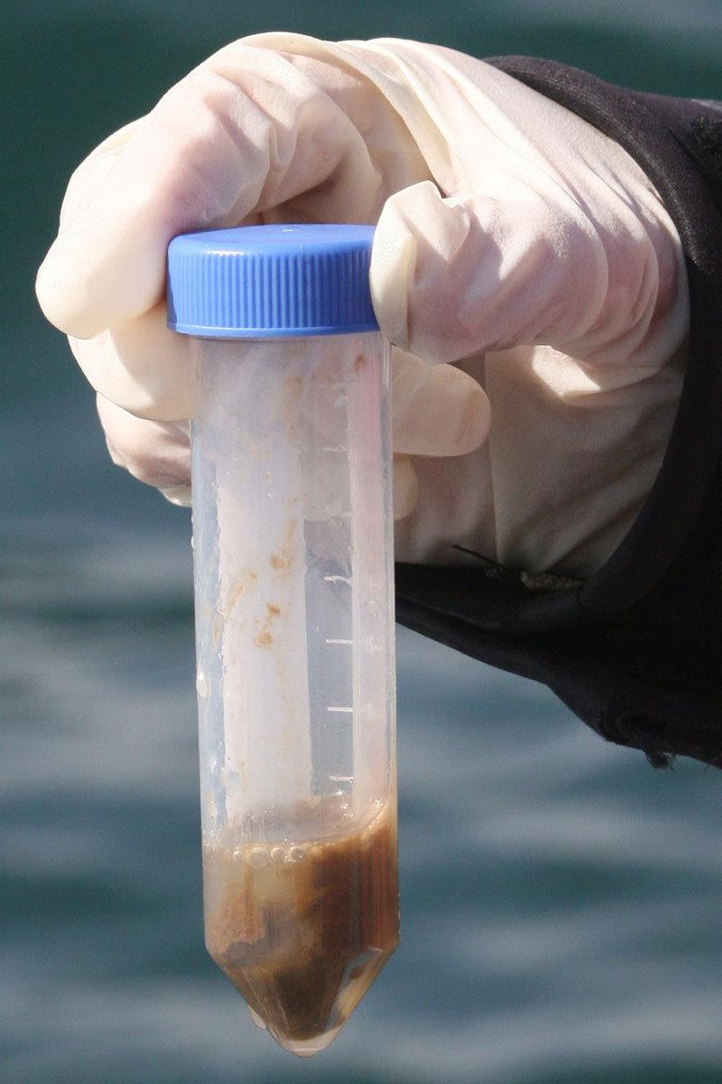 An orca fecal sample. - photo © NWFSC