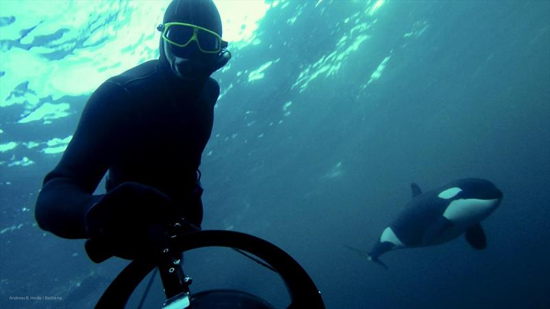 Orca calf encounter. - photo © Andreas B. Heide - Barba.no