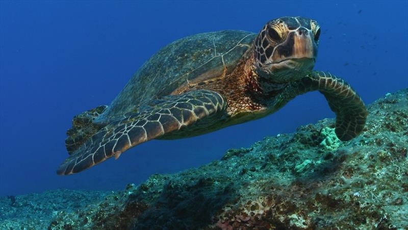 A green sea turtle at Midway Atoll in Papahanaumokuakea Marine National Monument photo copyright NOAA Fisheries taken at 