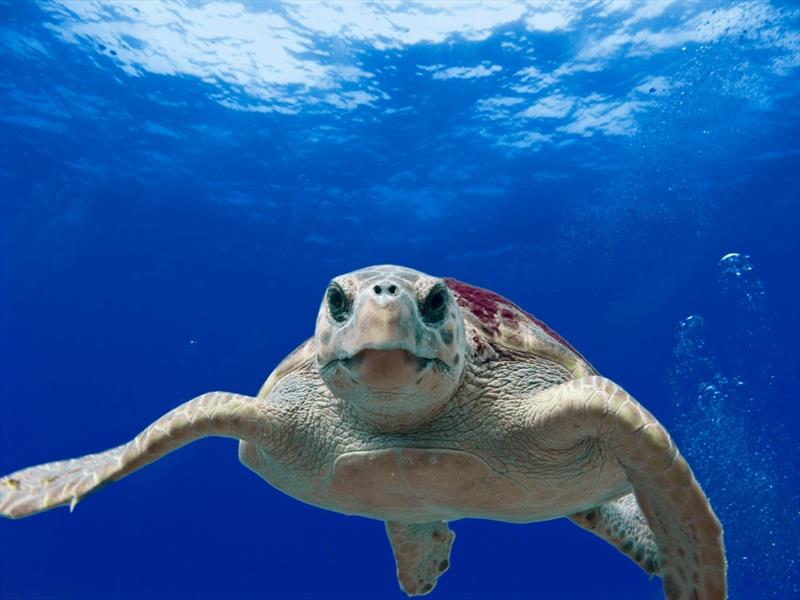 Loggerhead turtle photo copyright Tom Moore / NOAA taken at 