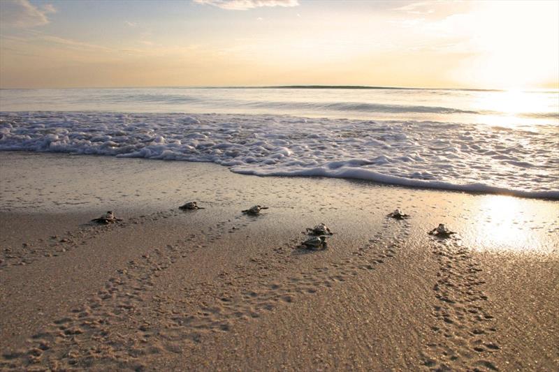 Although most hatchlings emerge from their nests at night, this group of loggerhead hatchlings scrambles into the surf at sunrise. - photo © Witherington - Our Sea Turtles. Blair and Dawn Witherington.