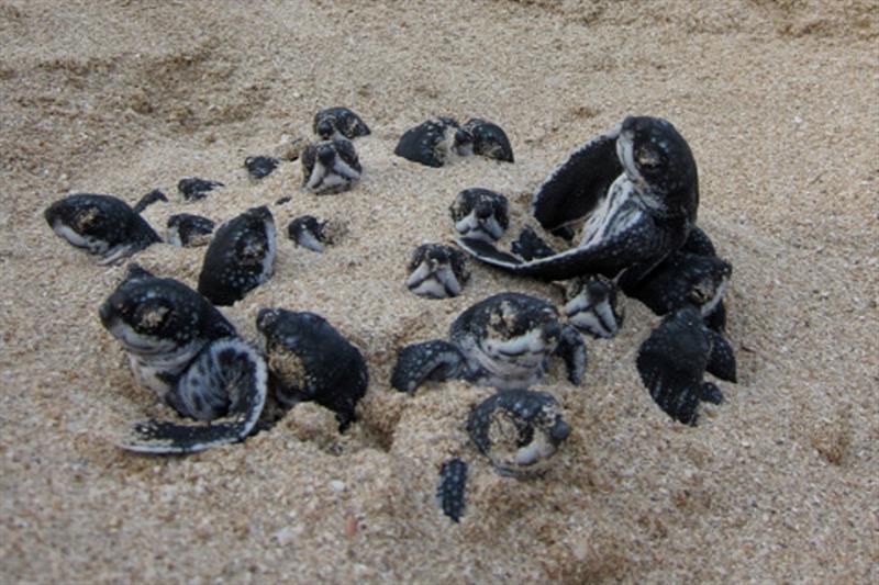 Leatherback hatchlings beginning to emerge from the sand photo copyright NOAA Fisheries taken at 