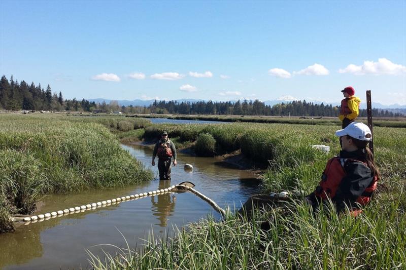 Scientists look for juvenile Chinook salmon in the Puget Sound estuaries, to better understand how young Chinook use different habitats photo copyright NOAA Fisheries taken at 