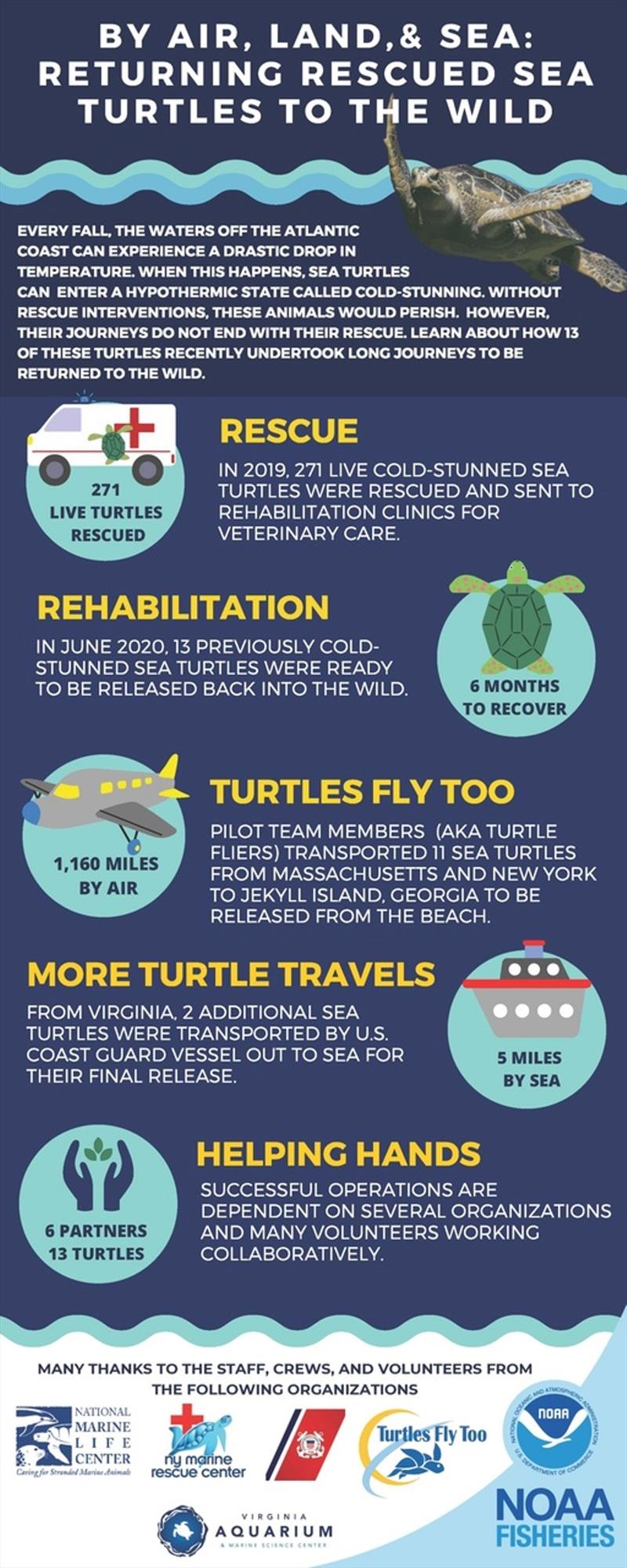 Returning rescued sea turtles to the wild by land, air, and sea photo copyright NOAA Fisheries taken at 