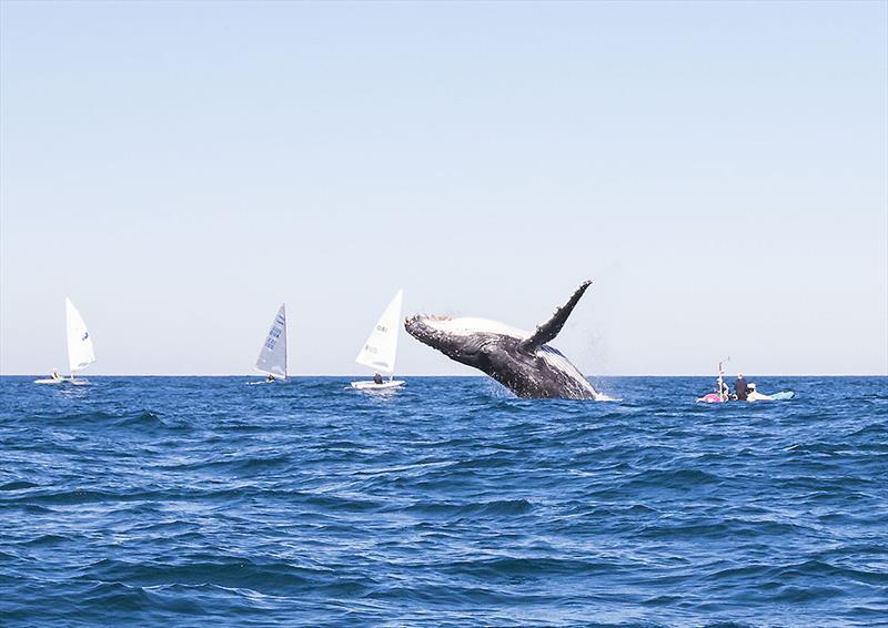 Look at me - so we did! AST Laser Coach Michael Blackburn is in the RIB to the right of frame - photo © John Curnow