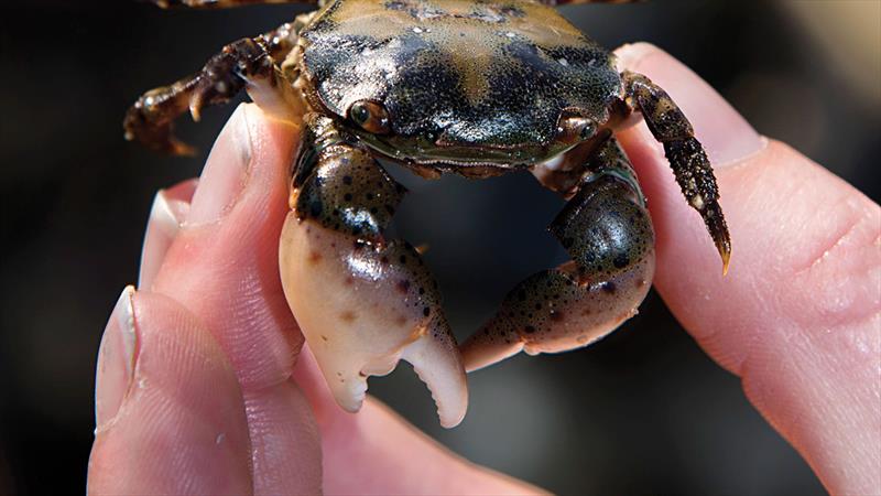 The Asian shore crab was first introduced in the northeast in the 1980s. Between it and the green crab, these invasive species are almost the only crabs found among the rocks on many New England beaches. - photo © Thomas Kleindinst, © Woods Hole Oceanographic Institution