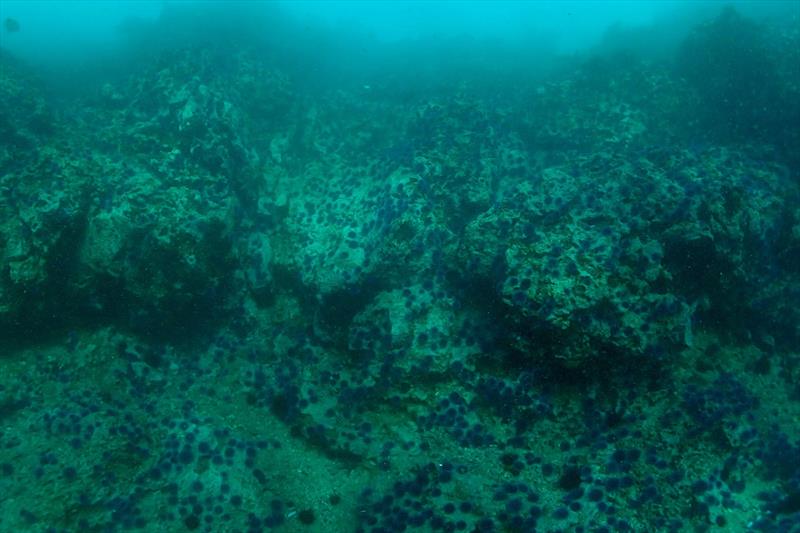 An unhealthy California sea urchin `barren` where kelp can't grow to support fish, plants and other species like healthy habitat can. - photo © NOAA Fisheries