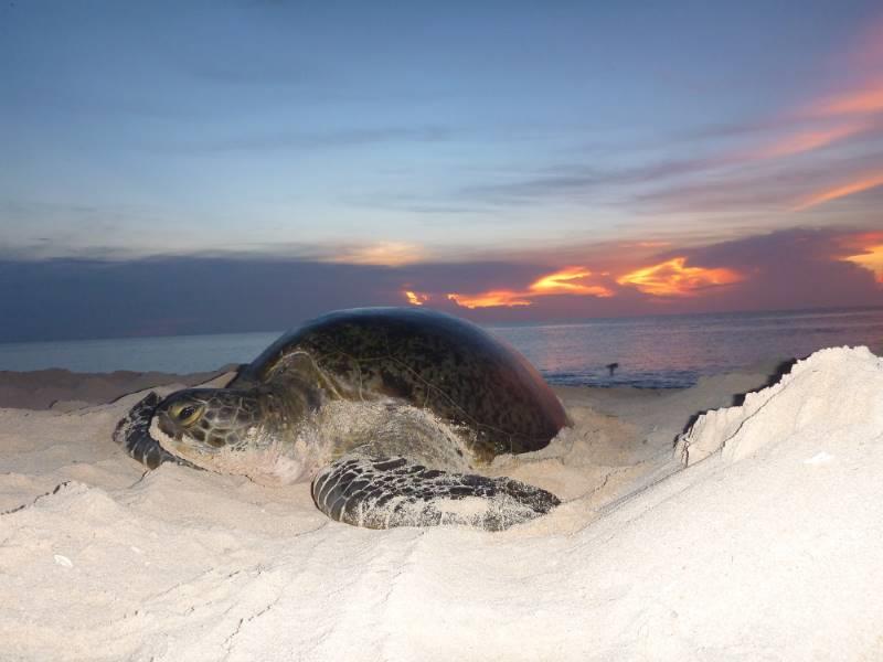 Turtle on Raine Island - photo © Mark Read