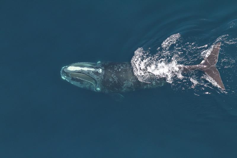 Atlantic right whales - photo © NOAA/NEFSC/Christin Khan