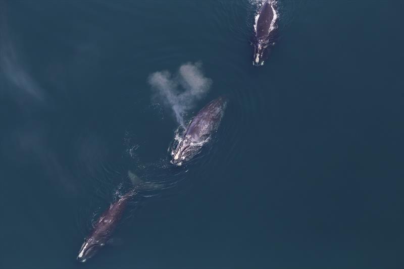 Atlantic right whales - photo © NOAA/NEFSC/Christin Khan