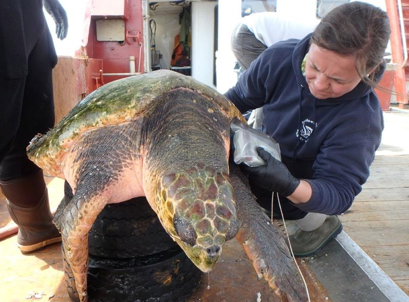 Loggerhead turtle, placed on tires for cushioning, awaits a satellite tag during the 2018 tagging and sampling field work. Amy Carlson of the Coonamessett Farm Foundation is scanning for a PIT tag. - photo © NOAA Fisheries