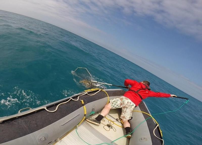 A loggerhead is captured in a net from a small boat during May 2017 field work. Biological samples are collected, and the turtles are weighed, measured, and tagged before they are released back to the sea. - photo © NOAA Fisheries