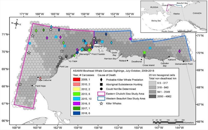 Aerial Surveys of Arctic Marine Mammals study area. The light to dark grey 20-km hexagonal cells depict the amount of survey effort from 2009 to 2018, where lighter cells had the least survey coverage and darker cells had the most. - photo © NOAA Fisheries