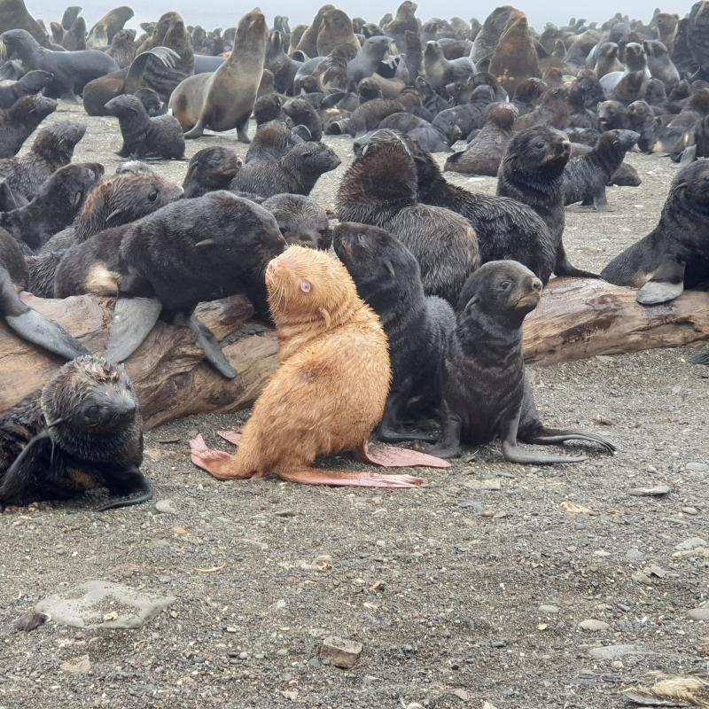 Rare Albino fur seal pup stands out photo copyright Vladimir Burkanov taken at 