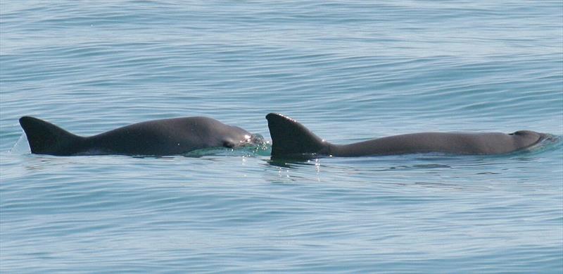 A vaquita and her calf surface in the Gulf of California photo copyright NOAA Fisheries taken at 