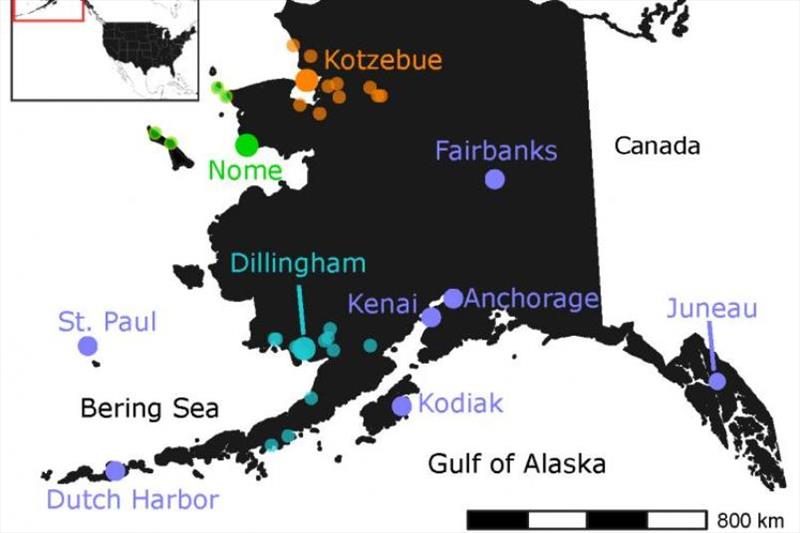 Alaska food banks and food distribution center locations. Large purple circles are locations of food banks that get donations directly from SeaShare. Smaller colored circles get donations from distribution locations denoted by larger circles of same color - photo © NOAA Fisheries