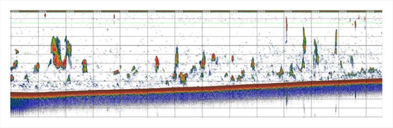 An example of a 100-minute backscatter record collected by the Saildrone fleet in the Eastern Bering Sea. Alaska pollock aggregations are abundant at > 40 m photo copyright Saildrone taken at 