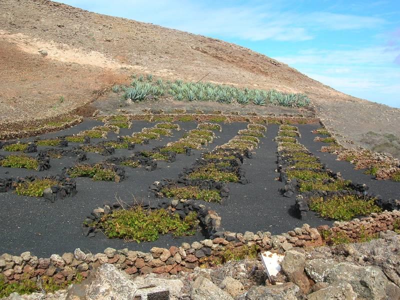 Lanzarote Viniculture - photo © Hugh & Heather Bacon