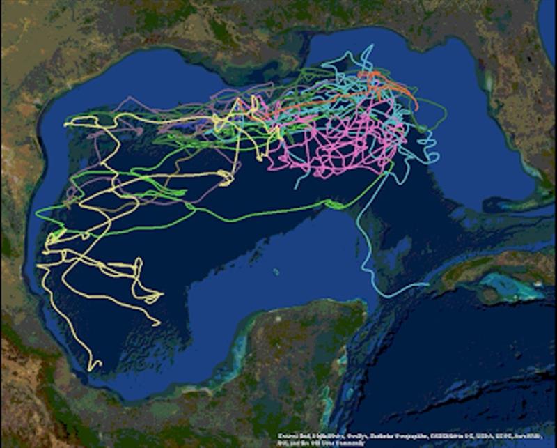 Depicts individually tagged whale shark distribution and movements. - photo © NOAA Fisheries