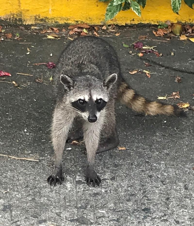 Racoon photo copyright World Cruising Club taken at 