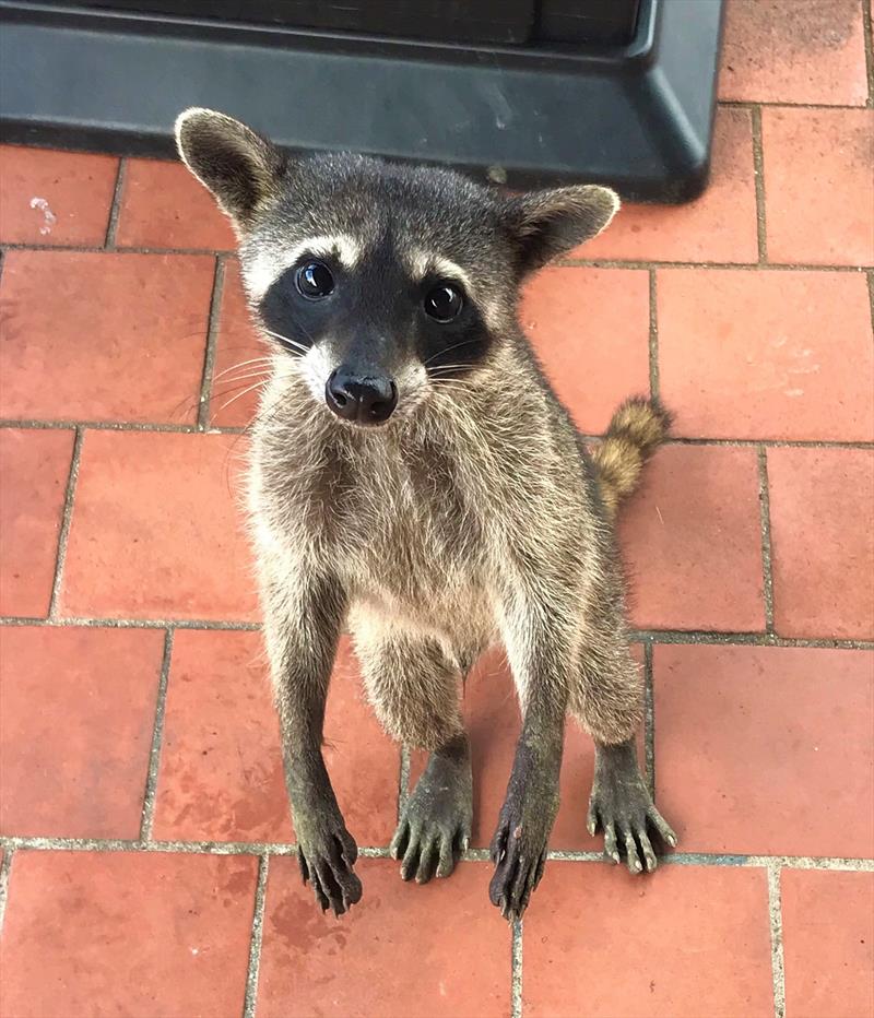 Racoon - photo © World Cruising Club