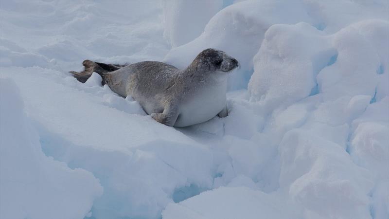 Can icebergs be towed to water-starved cities? - photo © Peter Kimball