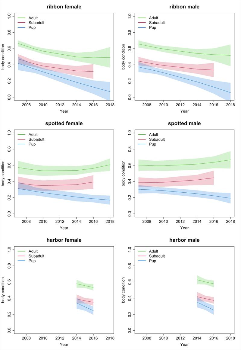 Average body condition by year for each age class and sex of ribbon seals, spotted seals, and harbor seals. For each species and sex, colored bars show results for each age class. Shaded area represents 95% confidence intervals.  - photo © NOAA Fisheries