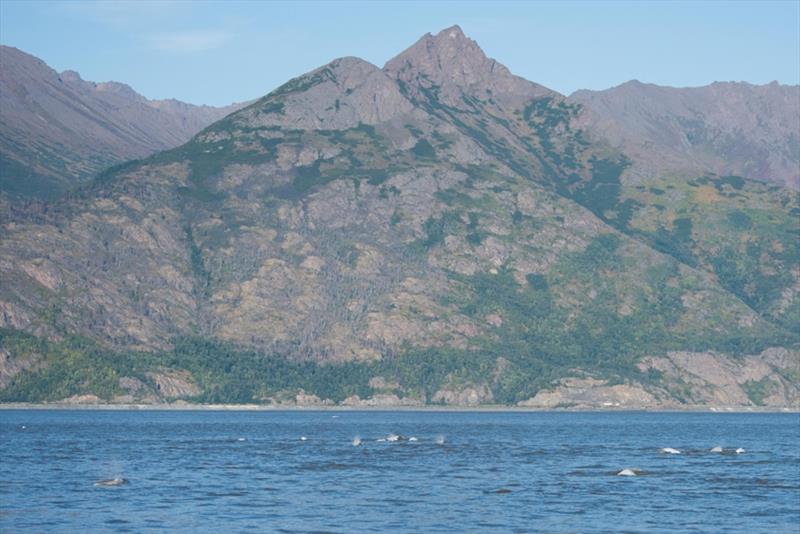 Beluga whales in Cook Inlet, Alaska. - photo © NOAA Fisheries