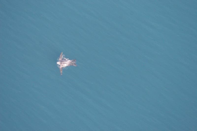 An endangered leatherback turtle swims below the survey airplane. - photo © Scott Benson / NOAA Fisheries