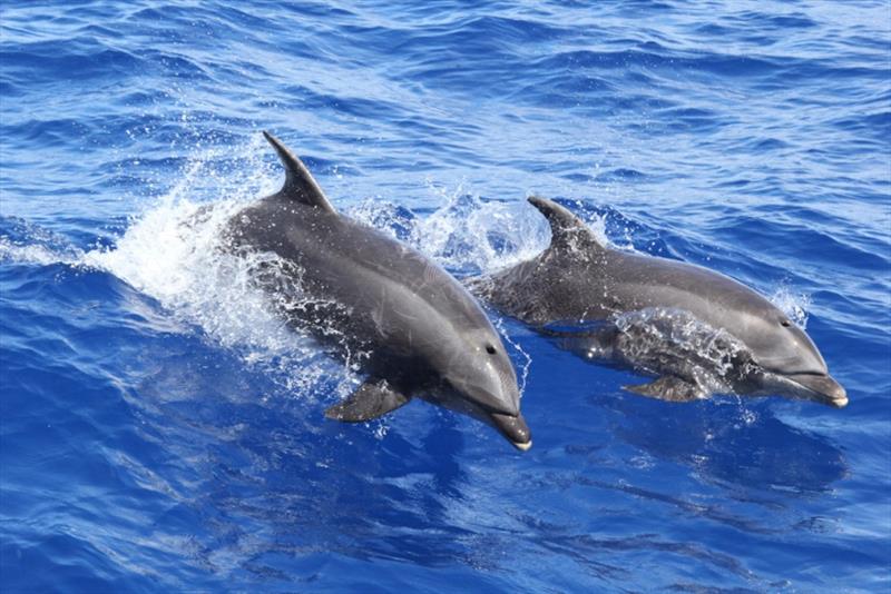 Pair of bottlenose dolphins. - photo © NOAA Pacific Islands Fisheries Science Center / Lisa Morse