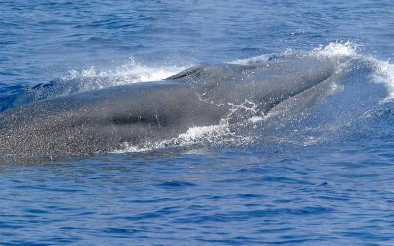 A new article in Marine Mammal Science indicates that the whale previously known as the Bryde's (pronounced “broodus”) whale is actually a new whale species living in the Gulf of Mexico. The new species is now called the Rice's whale photo copyright NOAA Fisheries taken at 
