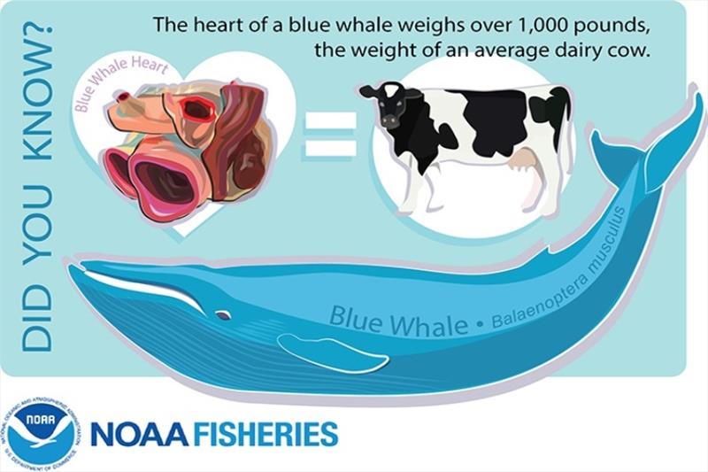 Blue whales have the biggest hearts on the planet photo copyright NOAA Fisheries taken at 