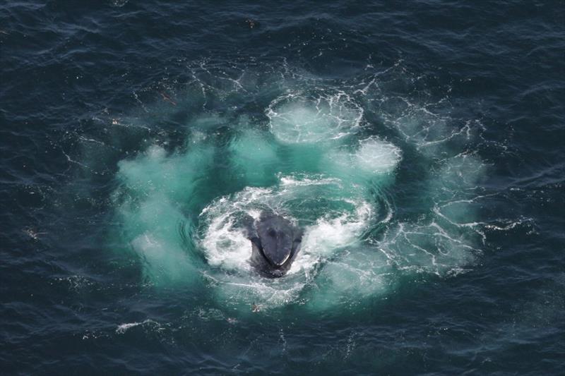 One of the humpback's most interesting behaviors is bubble-net feeding, a complex and coordinated tactic for capturing many fish at once photo copyright NOAA Northeast Fisheries Science Center / Christin Khan taken at 