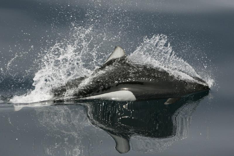 Dall's porpoise - photo © NOAA Fisheries