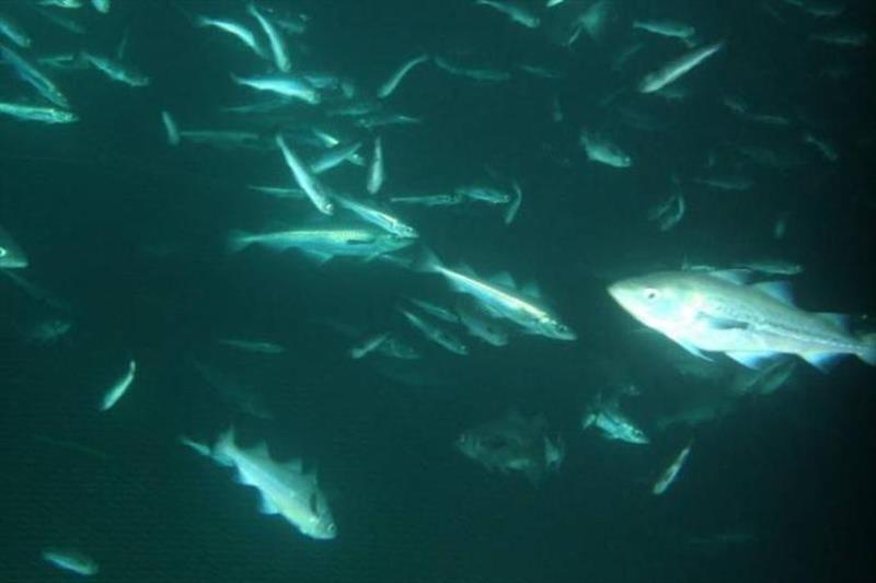 Subsurface water clarity has a major impact on marine ecosystems and commercially important species like Alaska pollock.  - photo © NOAA Fisheries