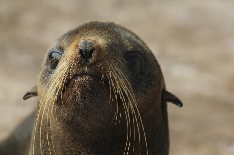 Female northern fur seal. - photo © NOAA Fisheries