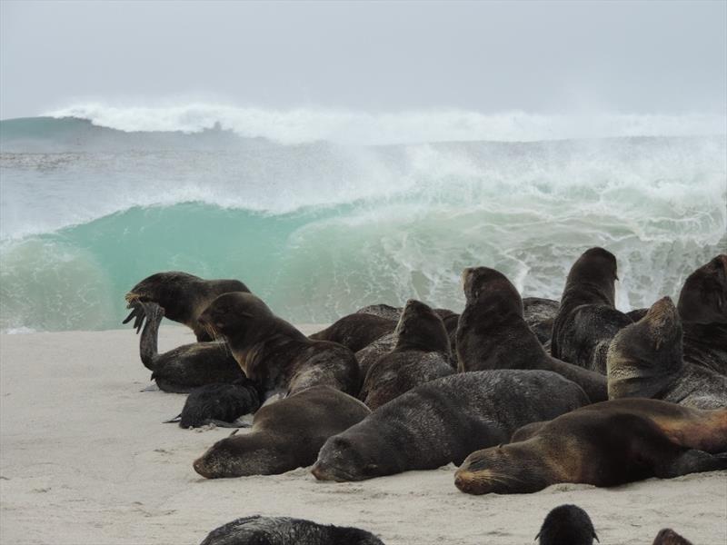 Northern fur seals haul out on San Miguel in the Channel Islands, California photo copyright NOAA Fisheries taken at 