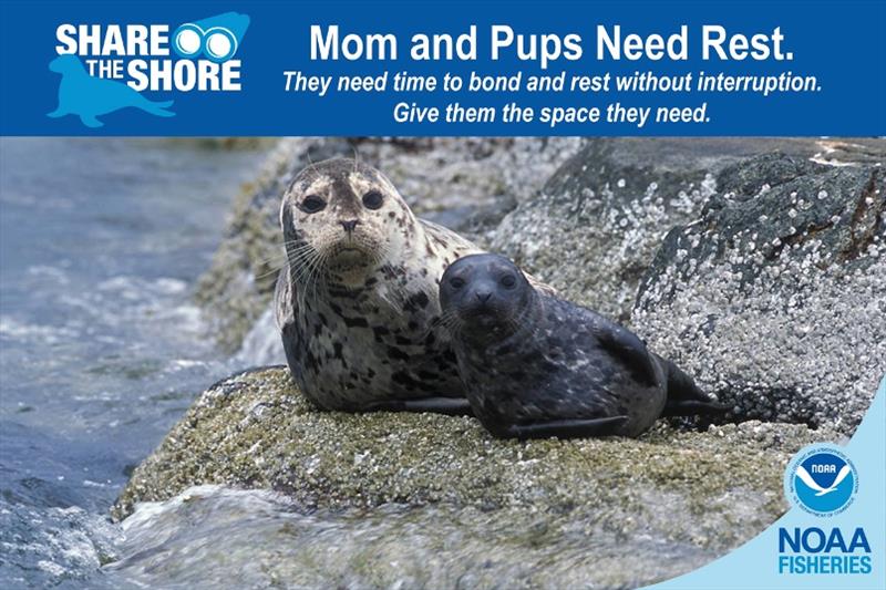 Moms and pups - photo © NOAA Fisheries