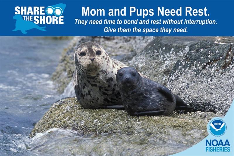 Moms and pups photo copyright NOAA Fisheries taken at 